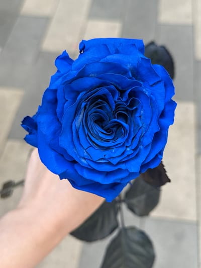 A close-up, top-down shot focuses on a vibrant blue rose being held by a person's forearm and hand. The rose is fully bloomed with tightly layered petals in various shades of blue, some appearing almost indigo. The hand and forearm are lightly tanned and hold the stem of the rose. The background consists of a light gray, textured surface, possibly a sidewalk or pavement, with subtle shadows suggesting outdoor lighting. The leaves of the rose are dark, almost black, and out of focus. The image does not contain any identifiable landmarks or elements that would place it specifically in Lyubertsy, Russia.