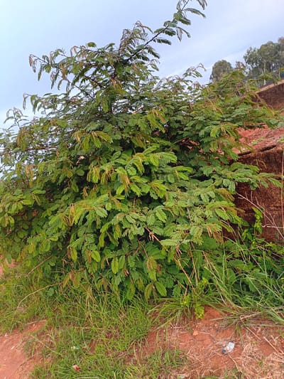 A medium shot captures a bushy green tree with feathery leaves in Barakin Angundi, Nigeria. The tree dominates the frame, its branches extending outwards. Behind the tree, a reddish-brown concrete structure is visible. The ground in front of the tree is covered with dry, reddish soil and patches of green grass. The sky above is a pale, hazy blue, suggesting an overcast or early morning condition. There are no people or animals visible in the image.