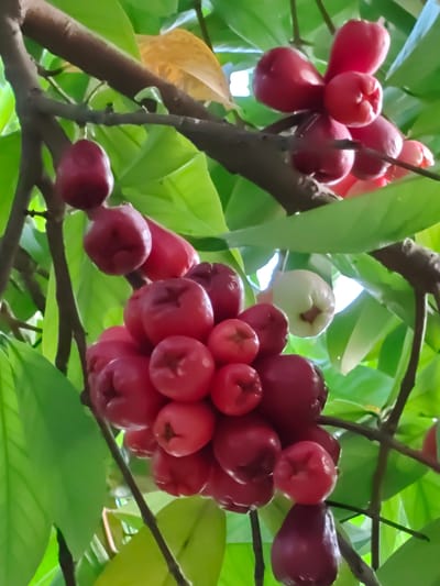 A close-up, high-angle view captures multiple clusters of rose apples (Syzygium species) growing on tree branches in Blangcot Tunong, Indonesia. The primary subjects are numerous bell-shaped fruits, predominantly dark red to reddish-pink, with smooth, reflective skins. One fruit, visible towards the upper right, is light green or whitish, indicating a different stage of ripeness. The fruits are clustered together and individually suspended from rough, dark brown branches. A dense backdrop of vibrant green leaves surrounds the fruits, with one older, yellowish-brown leaf also present. The scene is outdoors, illuminated by natural daylight, evident from bright highlights and shadows, with hints of a lighter background through the foliage. No people, active interactions, or distinct actions are depicted; the scene shows natural fruit growth.