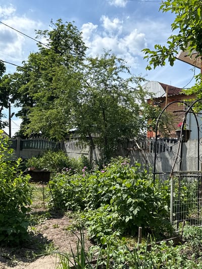 This image, set in the city of Muravlynka, Ukraine, depicts a sunlit residential garden or yard under a clear blue sky with scattered white cumulus clouds. No people are visible in the scene.
In the immediate foreground, a dirt path leads into the garden, bordered by various green leafy plants, including what appear to be young garden crops and onion-like plants on the bottom right. Towards the lower-left center, a dark metal mangál-style barbecue grill, topped with a single brick, rests on slender legs on the dirt path. Moving further back into the garden, dense patches of green foliage dominate, with identifiable raspberry bushes on the right and other leafy plants throughout the mid-ground. Scattered among these plants are small clusters of pink or light purple flowers.
To the right, a black wrought-iron garden archway or trellis stands partially visible, featuring decorative scrollwork. A dark hanging pot with vibrant red flowers is suspended from its right side. Behind this, a section of white wire mesh fencing or a cage structure is present.
A substantial concrete fence, featuring a green-painted upper section and a vertically patterned design, extends across the middle ground, separating the garden from properties beyond. Wooden fence posts are integrated into or stand alongside this concrete barrier in places.
In the background, large deciduous trees with full green canopies dominate the left and central areas. Overhead, utility poles and dark power lines are visible against the sky in the upper-left quadrant, partially obscured by tree branches. Several residential structures are present behind the fence line: a house with a reddish-brown tiled roof and light-colored brick walls is visible on the far right. To its left, another building features a light-colored, corrugated metal, arched roof, possibly indicating a shed or garage. Further left, a darker, peaked roofline is discernible amidst the trees.