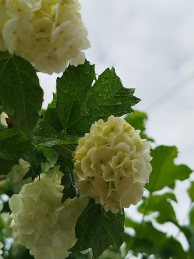 A close-up shot displays white snowball viburnum flowers and green leaves, possibly taken outdoors in a garden or park. The sky is visible in the background, appearing overcast or cloudy. The photo has been taken somewhere in the city of Боровково, Russia.