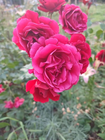 A close-up shot captures a cluster of vibrant pink roses in full bloom, their velvety petals intricately layered. The roses are the primary subjects, set against a softly blurred background of lush green foliage and other flowers, including a hint of a white lily in the mid-ground and red roses in the distance. The focus is sharp on the central roses, revealing their delicate textures and deep, rich color. The lighting suggests it may be daytime, possibly overcast, as there are no harsh shadows, and the overall mood is serene and naturalistic. The setting appears to be a garden or a park, likely outdoors, given the presence of plants and natural ground cover. There is no visible text in the image. The image was taken in Narowlya, Belarus, as indicated by the location context.