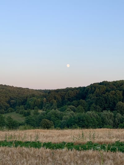 A wide, horizontal shot captures a rural landscape in Zamostia, Ukraine, under a pale blue sky. The sky transitions to a softer, almost pinkish hue near the horizon. A full moon is visible as a small, pale circle in the upper quadrant of the sky, slightly left of center.

The middle ground is dominated by a dense, dark green forest that covers rolling hills. The trees are varied in type and height, creating a textured canopy. In front of the forest, a field of dry, golden-brown stalks, likely wheat or barley, occupies the lower half of the image. There is a strip of vibrant green vegetation, possibly a row of crops or a garden, running horizontally through the middle of the golden field. The scene is serene and appears to be taken during either dawn or dusk due to the soft lighting and the presence of the moon. There are no people or animals visible.