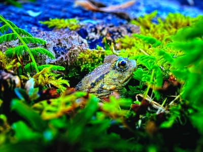 The image shows a close-up, low-angle view of a frog partially concealed among vibrant green foliage and mossy ground. The frog's head and upper body are visible, with its eye prominently featured. The frog has a mottled greenish-brown skin with dark stripes. The background consists of a blurred blue surface, possibly water, and textured ground with rocks and moss. The lighting is dramatic, with strong highlights and shadows, creating a sense of depth and focus on the subject. No specific location within the city of Gorzow, Poland is identifiable from the image itself. The scene depicts a natural, terrestrial or semi-aquatic environment.