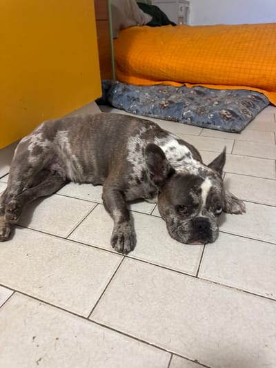 A brindle French Bulldog with heterochromia lies on a tiled floor next to a blue dog bed and an orange rolled-up blanket. The dog's left eye is blue, and its right eye is brown. The room appears to be indoors, possibly a residential space in San Benedetto del Tronto, Italy, as indicated by the background details. A yellow object, potentially a piece of furniture or a door, is visible on the left side of the frame. The dog is resting, with its head lowered and its tongue slightly visible. The floor is tiled in a neutral color and shows some stray hairs. The overall scene depicts a relaxed and domestic setting.