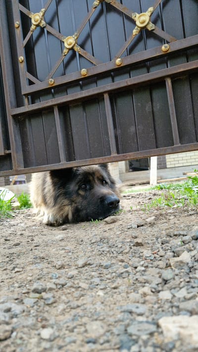 A medium-sized dog, with dark brown and light brown fur, rests its head on a surface of gravel and dirt next to green grass and a metal gate. The gate has horizontal bars and diagonal cross-braces with decorative floral accents. The background shows a partial view of a building with a window and brickwork. The image appears to have been taken at ground level. While the location is unknown, it is purported to be in Otchor, Russia.