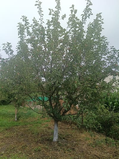In Litynia, Ukraine, a medium-sized apple tree stands in the foreground, its branches laden with ripe red apples and covered in green leaves. The trunk of the tree is painted white for a portion of its height. The ground around the tree is covered in a mix of dry grass, soil, and fallen leaves, with a few apples scattered on the ground. In the background, a smaller apple tree is visible to the left, also bearing fruit. A green mesh fence runs behind the trees, partially obscured by foliage. Further in the background, a building with a white facade and a window can be seen, along with tall green corn stalks to the right. The sky is overcast and appears slightly hazy, suggesting a cloudy or misty day.