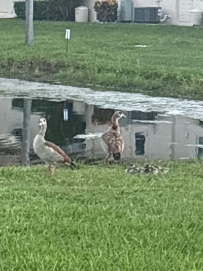 A group of Egyptian geese and their goslings are on a grassy area next to a body of water, possibly a canal, in Delray Beach, Florida. One adult goose stands prominently on the left, facing slightly to the right. Another adult goose stands to the right, facing left. A cluster of goslings is gathered near the base of the right-side adult goose. The water reflects buildings and structures in the background, suggesting an urban or suburban setting. The scene appears to be in daylight, with green grass and a cloudy sky, typical of Florida's climate.