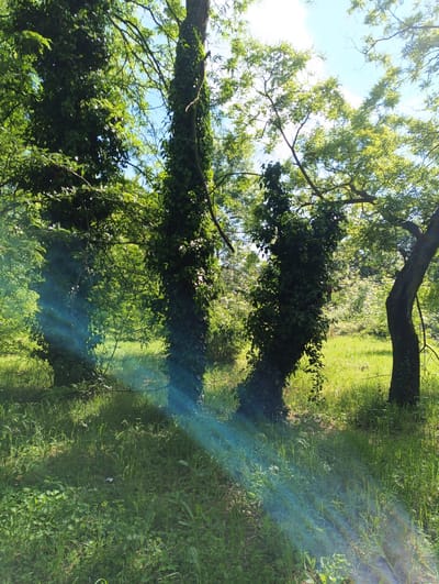 The image depicts a scene in Karnobat, Bulgaria, featuring a grassy area with several trees. Three trees are prominent in the foreground, their trunks partially covered with climbing ivy. Sunlight streams through the trees, creating visible rays and shadows on the ground. The grass is green and interspersed with various plants. In the background, additional trees and vegetation suggest a wooded area. The sky is visible through the tree canopy, with patches of blue visible. There are no people or other identifiable subjects visible in the image. The environment appears to be a park or natural area within the city.