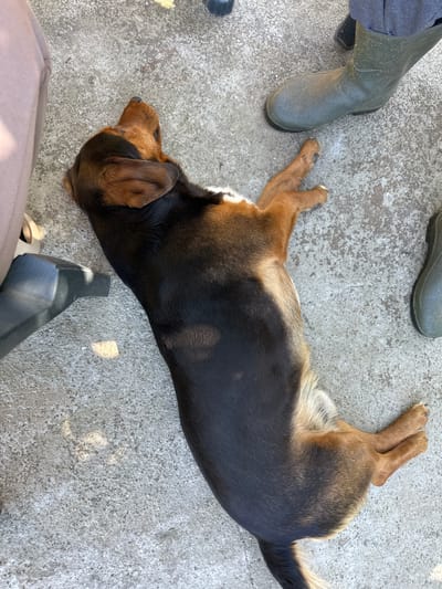 A brown and black dog lies on a concrete surface. A person wearing green wellington boots stands nearby. The location is Lehchevo, Bulgaria. A chair leg is also visible.