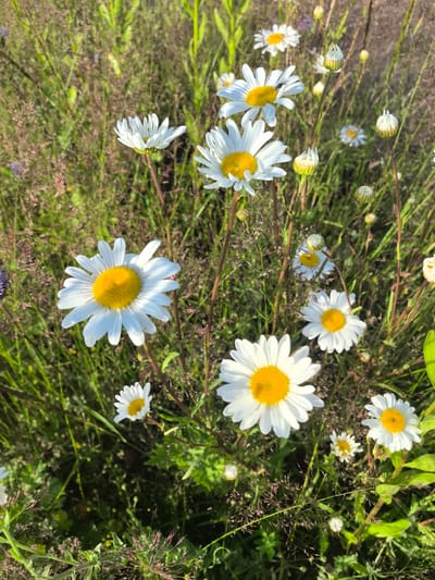 This is a close-up, eye-level, vertical, outdoor shot of several white daisies with yellow centers growing in a grassy field. The daisies are in various stages of bloom, with some fully open and others still in bud. The background is a blur of green grass and brown stalks, suggesting a natural, uncultivated environment. The lighting is bright, indicating it is daytime. The image appears to have been taken in the rural area of Гаранскі сельскі Савет, Belarus. There are no people or animals visible in the image.