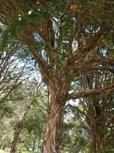 The image captures a close-up view of a tree with peeling bark. Its trunk is thick and textured, with layers of bark separating and curling away from the surface. Branches extend upwards, interwoven with foliage. Other trees are visible in the background, adding depth to the scene. The lighting is diffuse, creating soft shadows and highlighting the details of the tree's bark. The overall composition emphasizes the tree's unique texture and intricate branch structure.