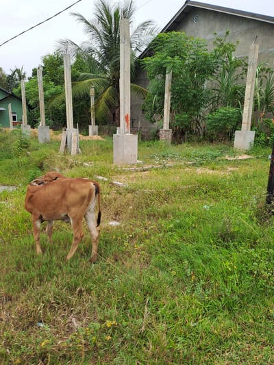 In Geulumpangsulu Timu, Indonesia, a brown calf is grazing in a grassy field. The calf is positioned in the left foreground, facing away from the camera and to the left. Behind the calf, several concrete pillars stand in a line, suggesting a construction site. In the background, there are trees, including palm trees, and buildings. A green house is visible on the far left, and a larger gray building with a dark roof is on the right. The sky is overcast. The overall environment appears to be a semi-rural or developing area.