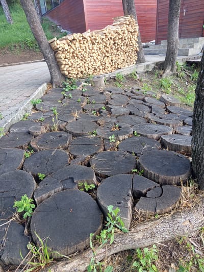 The image depicts an outdoor scene with a pathway made of dark, circular wooden log slices. These slices are arranged closely together, forming a textured ground surface. Small green plants and dried grass are growing between the log slices and around them. In the background, there is a large stack of firewood. A modern building with wooden siding and large windows is visible behind the firewood. Steps lead up to the building. Several trees are present in the scene, with their trunks partially visible. The overall impression is of a rustic, natural setting with elements of human construction.