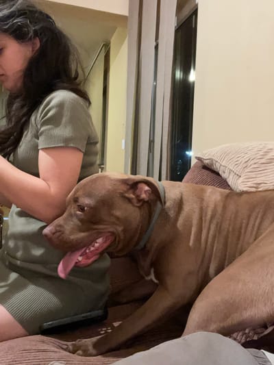 The image shows a person and a dog in a living room setting. The dog, a brown pitbull mix, is lying on its back with its head resting on the person's arm, its mouth open and tongue hanging out. The person, whose face is partially visible, is wearing a green ribbed shirt. The background shows a window with lights visible outside, suggesting it is nighttime. The room appears to be dimly lit. The overall mood seems relaxed and affectionate, with the dog appearing to be comfortable and playful. There is no visible text in the image.