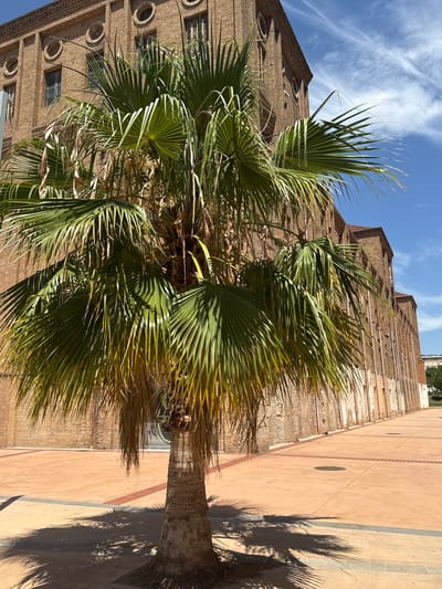 In L'Hospitalet de Llobregat, Spain, a palm tree stands in a paved courtyard. The tree has a textured, brown trunk and large, green fronds that cast shadows on the ground. Behind the tree, a large, brick building with arched windows runs along the right side of the frame. The building has a long, linear architecture, with rows of windows and distinct circular decorative elements above some of them. The courtyard is paved with terracotta-colored tiles, with inlaid brick patterns. The sky is bright blue with scattered white clouds. The scene appears to be a public outdoor space.