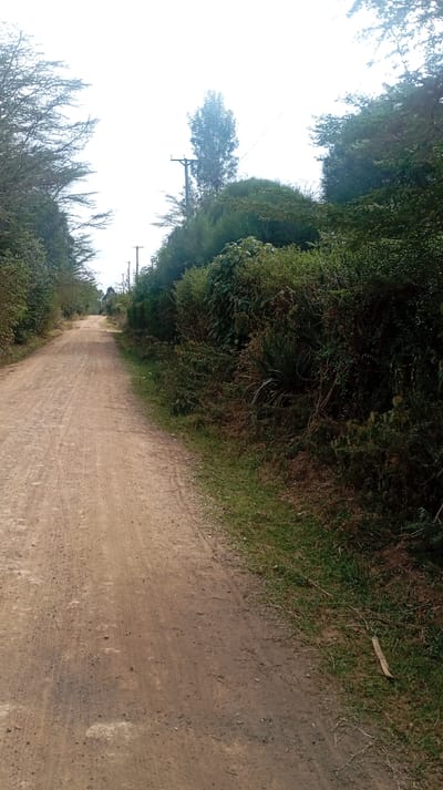A dirt road stretches into the distance, bordered by dense green vegetation. Trees line both sides of the road, creating a tunnel-like effect. Utility poles are visible along the road, suggesting a rural or semi-rural location. The sky is overcast, providing soft, diffused lighting over the scene. The road appears well-worn, with visible tire tracks and variations in the dirt surface.