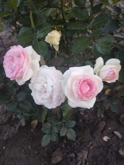 A close-up, eye-level shot captures a cluster of blooming roses in a garden setting. The roses vary in color, with some being pale pink and white, and others showing a more vibrant pink hue in their centers. One rosebud, a light yellow color, is partially open. The roses are surrounded by dark green leaves, some of which appear to be slightly wet. The ground beneath the plants is dark soil, with a few small stones and cracked earth visible. The scene is likely outdoors, with natural lighting. The location is the city of Sumy, Ukraine, suggesting a domestic or public garden. No people are present in the image, and no actions or interactions are depicted.