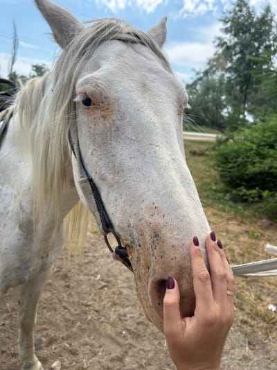 A close-up shot shows a person's hand gently touching the muzzle of a white horse. The hand, with dark purple nail polish, wears a simple gold band on the ring finger. The horse's muzzle is covered in dark speckles, and it appears to be wearing a bridle. Long, white mane hair falls around the horse's face. In the background, green trees and a bright sky are visible, suggesting an outdoor setting during the day. The ground appears to be dry earth or sand. The image conveys a sense of connection and affection between the person and the animal.
