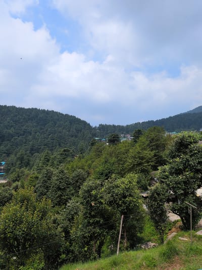 A high-angle, medium shot captures a lush, green hillside densely populated with conifer trees, likely deodars, that extend up to the ridgeline. These trees form a uniform green carpet across the undulating terrain. In the mid-ground, a scattering of buildings with red and green roofs is visible nestled amongst the trees. The foreground is dominated by the leaves of deciduous trees and green grass, with a few electrical poles and wires traversing the scene. The sky above is a pale blue with scattered white clouds. The location appears to be a mountainous region, consistent with Bhagsu, India, known for its natural beauty and cedar forests. No people or animals are clearly visible.