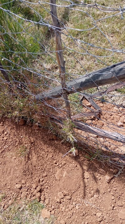The image displays a close-up, ground-level view of a deteriorated fence in Mosop ward, Kenya, under sunny conditions. The fence is constructed from galvanized wire mesh, featuring a roughly hexagonal pattern, attached to two weathered, vertical wooden posts and supported by horizontal wooden cross-members. One vertical post, lighter in color, is positioned centrally, with another darker, thicker post angled across the upper right. Several thinner, darker wooden fragments are visible near the base of the fence, appearing broken or partially buried.

The immediate foreground consists of dry, reddish-brown soil with varying granule sizes and small clumps, indicative of dry earth. To the left of the fence and in the background, patches of both green, shrub-like vegetation and dry, light-brown grass are visible. Sparse green plant growth also extends through the lower portion of the wire mesh. Shadows are cast by the fence structure onto the dry soil, suggesting direct sunlight. No people or animals are present in the scene.