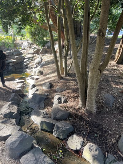 A narrow, rocky stream flows through a shaded area with several slender trees on the right and lush greenery in the background. Sunlight filters through the leaves, casting dappled shadows on the ground. A person's legs and feet, clad in dark clothing, are visible on the left edge of the frame, standing near the stream. The stream bed is lined with smooth, gray stones of various sizes, and the water appears clear with some fallen leaves and twigs floating on the surface. The surrounding ground is covered with dry leaves and pine needles. The scene suggests an outdoor recreational area within a park or garden setting in Berwick, Australia.