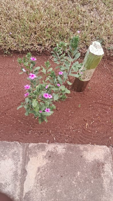 The image depicts an outdoor ground-level scene in Waa Ngombeni ward, Kenya. The foreground features a concrete slab, worn and discolored, occupying the bottom quarter of the frame. Adjacent to the concrete, a bed of red-brown, loose soil extends upwards. Within this soil, a green flowering shrub with multiple stems and numerous five-petaled pink blossoms is centrally located. A few white blossoms are also visible on this plant. To its immediate right, another green plant with larger, elongated leaves grows. Further right, a vertical wooden post is embedded in the soil. The post's top is cut flat and painted white, followed by a section painted light green, while its lower visible part is natural brown wood. The pole exhibits surface irregularities. The background, above the red-brown soil, consists of a patch of dry, sparse, light brown grass. No people, discernible actions, or interactions are present.