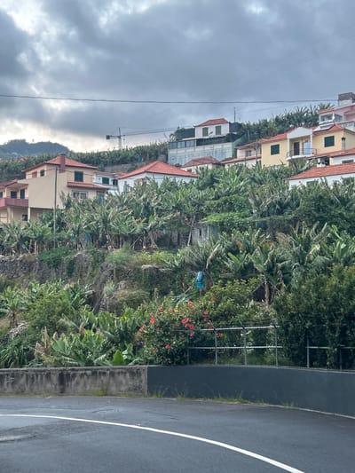 The image depicts a residential area in Câmara de Lobos, Portugal, characterized by houses with red-tiled roofs nestled among dense vegetation, likely banana trees. The sky is overcast. A road with a white painted line runs along the right side of the frame, separated from the lush greenery by a concrete retaining wall. Power lines are visible against the cloudy sky. A construction crane appears in the distance.