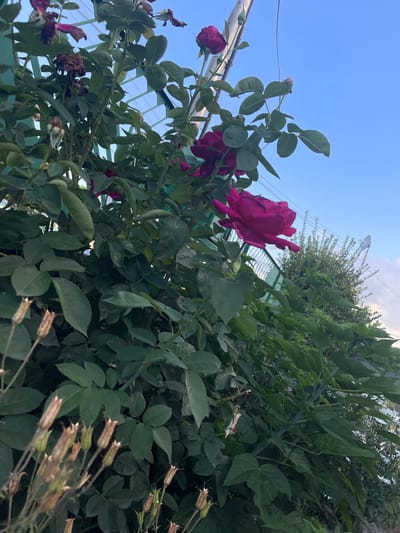 The media file displays a close-up, low-angle shot of a vibrant rose bush with deep magenta roses and dark green foliage. The sky, a clear blue with a few wispy clouds, occupies the upper portion of the frame. In the background, a pale green trellis structure is visible, along with the indistinct shapes of trees and what appears to be a lamppost or light fixture.
The focus is on the rose blooms, some fully open and others in bud, along with numerous leaves and thorny stems. Dried seed pods are also present, suggesting a later stage of the blooming cycle. The lighting indicates it is daytime, likely late afternoon given the slightly diffused quality of the light and the angle of the sun. The scene evokes a sense of natural beauty and the outdoors, possibly a garden or yard in Vedrare, Bulgaria. There are no people or explicit human activity depicted, but the presence of the trellis suggests a cultivated setting. The overall mood is serene and natural. No text is visible in the image.