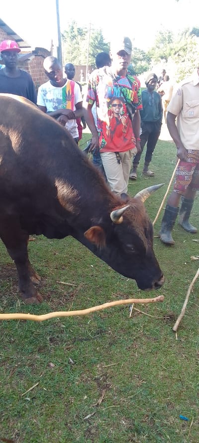 The image shows a dark brown bull with a white spot on its side standing in a grassy field. It is facing the left side of the frame, with its head tilted down. A wooden stick is laying on the ground near the animal's head. In the background, there are multiple people standing, some with a casual and others with a more formal appearance. The people appear to be in the countryside, possibly on a farm. There are trees in the background, and a small red roof of a structure can be seen to the left of the frame. The image is taken from a low angle, likely from the perspective of a person standing near the animal. The coordinates (latitude: 0.386, longitude: 34.813) correspond to a location in Kenya, likely within a rural area or a farm in the vicinity of Lubao. It is a sunny day, and there are no clouds in the sky.