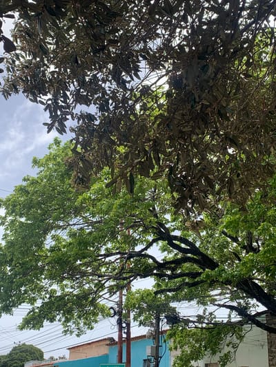 This media file shows a low-angle view looking up into the canopy of a large tree, with parts of a blue building and electrical wires visible on the right side. The tree has dense foliage, with some branches bearing dark, leathery leaves and others with lighter green, more delicate leaves. The overall impression is of lush greenery. Twisted, dark branches are prominent, and some appear to be draped with thin, hanging vines or aerial roots.
The sky is visible through the leaves and branches, appearing overcast with a bright, diffused light, suggesting it is daytime, likely late morning or afternoon. The presence of electrical wires and a building suggests an urban or suburban setting. The blue building, with some white trim, and the terracotta-colored roof visible in the upper right corner are the only structural elements clearly depicted.
There is no discernible activity taking place, as the focus is on the natural elements of the tree and the sky, with man-made elements serving as background context. No people are visible. No text is legible in the image. The overall mood is one of natural abundance against a backdrop of human infrastructure. The scene is likely located in Tacarigua, Venezuela, as indicated by the location context.