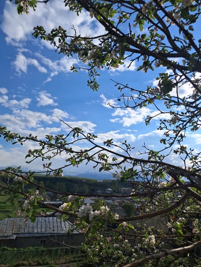 The image presents a vibrant upward view through the blossoming branches of a tree, likely an apple tree, against a bright blue sky filled with scattered white cumulus clouds. Dark, gnarled branches, some with young green leaves, are heavily laden with delicate white and light pink flowers, framing the expansive sky. In the background, partially obscured by the foliage, glimpses of a rural or semi-rural landscape are visible, including grey-roofed buildings, green fields, and distant hills or mountains. The scene is brightly illuminated, indicating a clear, sunny mid-day. There are no people or discernible activities taking place. No visible text is present. The setting is Artsvakar, Armenia, reflecting a tranquil natural environment in full bloom during spring.