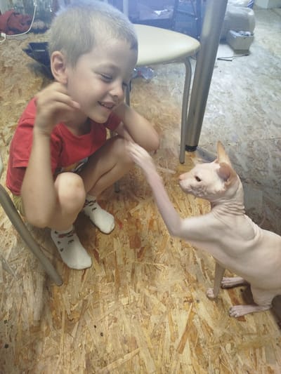 A young boy with blond hair, wearing a red t-shirt and white socks with a black pattern, is crouching on a wooden floor. He is looking to his right and smiling, with his hands near his face. In front of him, a hairless cat, likely a Sphynx breed, is reaching out a paw towards the boy. The cat is light-colored and has its body angled towards the boy. The floor appears to be made of particle board or plywood. In the background, there is a metal chair with a light-colored seat and other indistinct objects. The scene takes place indoors.