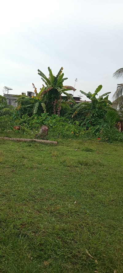 An outdoor, medium shot captures a lush, overgrown yard in Keudejungkagajah, Indonesia. The scene is dominated by dense foliage, including several large banana trees with broad leaves and brown, decaying sections. Smaller, leafy plants fill the undergrowth. In the background, a low-rise building with a satellite dish on its roof is partially visible. A single goat, mostly brown with some white, stands amidst the greenery to the left. A cut tree stump and a long, fallen log lie horizontally on the ground in the mid-ground. The foreground consists of a well-maintained, green grassy lawn. The sky is overcast and pale.