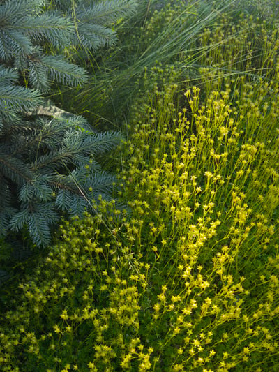 This is a top-down shot of a garden in Steklyannyi, Russia, featuring a contrast between evergreen foliage and delicate yellow flowers. The left side of the image is dominated by the dense, blue-green needles of a conifer, possibly a spruce tree, with its branches casting shadows. To the right, a ground cover of small, star-shaped yellow flowers, interspersed with slender green blades of grass or sedge, creates a vibrant carpet. The lighting suggests it is daytime, with sunlight illuminating the yellow flowers and creating highlights, while the conifer remains in a more shadowed area. The overall impression is one of natural, untamed growth, with the different textures and colors of the plants creating a visually engaging composition. No people or text are visible.