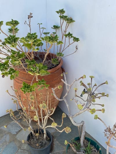 The image displays an outdoor, sunlit scene on a stone-tiled patio or courtyard in Platy Gialos, Greece, set against a pristine white stucco wall. The wall forms an interior corner, creating a backdrop for a collection of potted plants. A large, weathered, reddish-brown terracotta pot, resembling an amphora, is centrally positioned to the left, containing a mature Pelargonium-type plant with numerous woody stems and distinct green, crinkled leaves. On the irregularly shaped grey stone pavement in the foreground, two smaller, multi-stemmed Aeonium plants are visible. The plant on the left is in a black plastic pot, featuring pale, gnarled branches culminating in tightly formed light green leaf rosettes. The plant on the right, partially visible in a dark green plastic pot, exhibits similar pale stems and light green rosettes, with additional dried, brush-like plant material. The scene is illuminated by natural daylight, casting subtle shadows. No individuals are present.