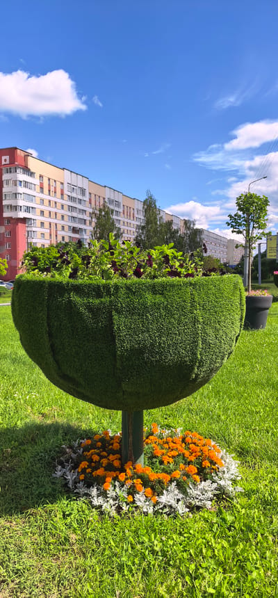 This media file captures a vibrant outdoor scene on a sunny day in Homyel, Belarus. The central subject is a large, dome-shaped planter covered in artificial turf, resembling a topiary. This planter is elevated on a green pole and is surrounded at its base by a colorful flower bed. The flower bed features bright orange marigolds interspersed with silvery-green foliage.

Behind the planter, a long, multi-story apartment building stretches across the frame, its facade a mix of cream, beige, and red with numerous windows. Trees are visible in front of and around the building, adding greenery to the urban landscape. The sky above is a bright blue, dotted with fluffy white clouds, suggesting fair weather and likely daytime.

To the right of the planter, a small tree stands in a large black planter, and further in the distance, a streetlamp is visible. There's also a sign partially visible on the right, though the text is not clearly legible. The overall impression is one of a well-maintained public space, likely a park or a residential courtyard, decorated with floral arrangements. The scene evokes a sense of calm and pleasantness, characteristic of a sunny day in a city.
