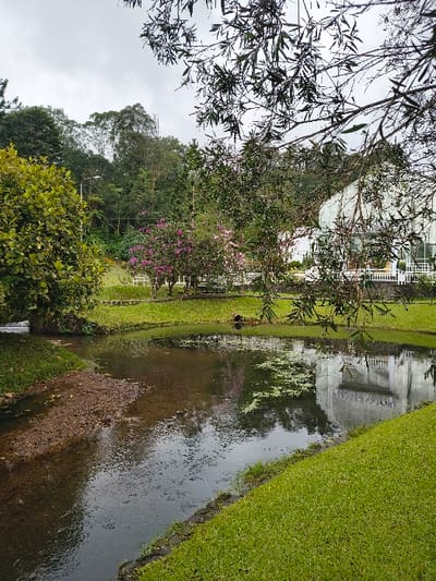 The image captures a serene outdoor landscape, likely a garden or park, centered around a narrow body of water under an overcast sky. A calm stream, canal, or pond flows from the foreground towards the background, bordered by neatly manicured green grass banks on both sides.
On the left side of the water, there is a dense arrangement of lush green trees and shrubs, including a prominent tree with dark leaves partially framing the top left corner. Among the greenery, clusters of vibrant pink or purple flowering bushes add a touch of color. Further in the background, a large, light-colored building with multiple stories, windows, and balconies is partially visible behind the trees, its architectural details clearly reflected in the water's surface. The right bank of the water body is covered uniformly in bright green grass.
The water itself appears dark and slightly murky, reflecting the grey sky and surrounding foliage. Patches of green algae or aquatic plants are visible in some areas, along with scattered brown leaves and debris floating on the surface. Towards the bottom left of the water, a small cascade or outflow creates subtle ripples, suggesting a moving water feature.
The sky is uniformly grey and overcast, indicating a cloudy day without direct sunlight. There are no people visible, and no specific activity is taking place beyond the natural scene. The overall ambiance is peaceful and natural, typical of a well-maintained garden in a tropical setting such as Cimacan, Indonesia. No visible text is present in the image.