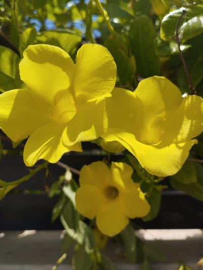 The image is a close-up shot of three yellow Allamanda flowers with green foliage in the background. The flowers are in focus, with two larger ones in the upper part of the frame and a smaller one below. The lighting suggests it is daytime, with shadows cast on the petals. The background shows out-of-focus green leaves and hints of blue sky. The overall scene depicts a plant in bloom, likely in a garden or outdoor setting. There are no people, actions, or interactions visible. The image is undated and does not provide specific geographical context beyond the general description of flora.