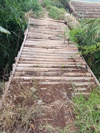The image displays a rustic wooden pathway or bridge ascending slightly and curving gently to the left, situated in a rural, overgrown environment consistent with Pinnwe, Myanmar (Burma). The path is constructed from numerous horizontally laid, weathered wooden logs or bamboo poles, appearing uneven with visible gaps between some segments. The immediate foreground shows an earthen surface with sparse dry grass and some green sprouts, transitioning into the wooden path. To the left of the path, a deep crevice or ditch is filled with dense, tall green vegetation. To the right, the path is bordered by thick green foliage, including ferns. In the upper right background, a terraced landscape, likely agricultural fields with visible soil ridges, is present. A small, round, green object is visible on one of the wooden logs towards the lower-middle right of the path. No people or animals are visible. The scene is illuminated by natural light.