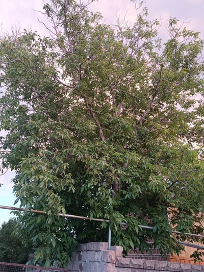 The image shows a large walnut tree with dense green foliage, filling most of the frame. The tree has many branches, some bare and others covered in leaves. Several horizontal wires or cables are visible stretching across the branches. At the bottom of the image, a section of a brick wall and some stone blocks are visible, suggesting a garden or yard setting. A metal railing runs horizontally across the lower part of the image, in front of the wall and the tree. In the background, the sky is a pale pinkish-purple, indicating it might be sunrise or sunset. The overall impression is a natural scene with man-made elements integrated. There is no text visible in the image.