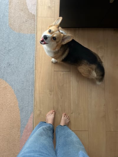 A medium, high-angle shot depicts a Pembroke Welsh Corgi looking upward with its mouth open, possibly panting or vocalizing, as though it is begging for attention. It has a tan and white face, erect ears, a black and tan body, and a short tail. The corgi is positioned on light-colored, plank-style flooring.

To the right of the corgi's body, partially visible, are two bare human feet and legs clad in faded blue jeans. To the left of the dog's head is a portion of a black cabinet or piece of furniture. Beneath the dog and the person's feet, the flooring transitions to a patterned rug with colors of beige, grey, and light pink.

The location can not be determined as Gangloff, Germany based on the visual image alone.