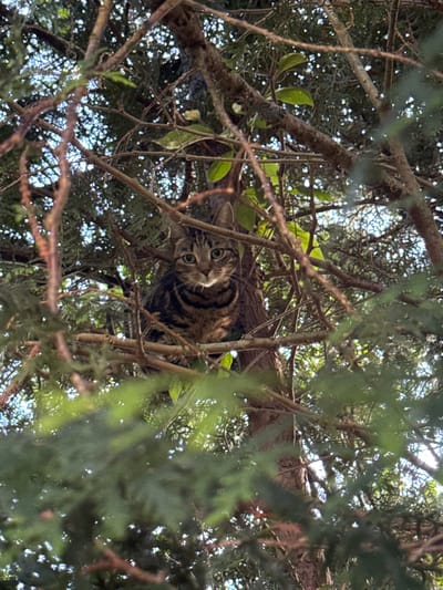 A brown tabby cat is perched high within the branches of a tree, looking directly at the camera. The tree has a mix of bare branches, thin brown branches and vibrant green leaves. The light from the sky is visible in the background through gaps in the foliage. The location is Desborough, United Kingdom.