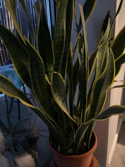 A snake plant with variegated green and yellow leaves is shown in a terracotta pot. The plant is positioned indoors, near a window with vertical blinds. Reflections in the window suggest an outdoor environment, possibly a patio or balcony, with furniture and another potted plant visible. The scene is dimly lit, creating a moody atmosphere. The plant is healthy and appears to be well-maintained. There are no people visible in the image. The overall impression is one of a domestic setting, with a focus on the plant as a decorative element. The location in Khadyzhensk, Russia, is inferred from the provided context, but not visually evident from the image itself.
