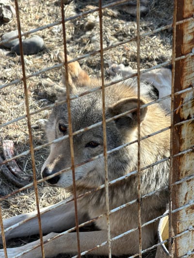 A wolf is seen behind a rusty wire cage. The wolf is tan and gray with focused eyes. The environment within the cage is dry with scattered debris. The image originates from Таскино, Russia.