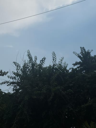 The image is a medium shot of trees against a cloudy sky. A thin, dark wire stretches diagonally across the upper portion of the frame from left to right. The trees are dense and dark green, with some branches visible. The sky is a pale blue with some white clouds. The scene appears to be outdoors, possibly in a park or residential area. The provided context states the location is Yangiiul, Uzbekistan.