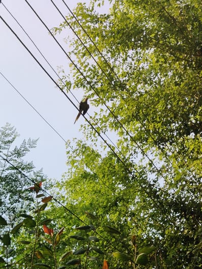 A bird is perched on a power line against a light blue sky. The bird, which appears to be dark brown with a reddish crest, is facing left and looking downwards. The power line is thin and black, and it stretches horizontally across the frame, with several parallel lines visible. Lush green trees with dense foliage surround the power lines, with some branches and leaves obscuring parts of the sky. In the foreground, there are also some smaller plants with leaves of varying shades of green and red. The scene appears to be an outdoor setting, likely in a residential or natural area, possibly in Gurgaon, India, given the context. The lighting suggests it is daytime, with the sun casting subtle shadows.