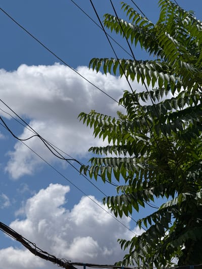 The image depicts a bright, sunny day in Nova Odesa, Ukraine, with a clear blue sky dotted with fluffy white clouds. Several dark electrical wires stretch diagonally across the frame, some appearing taut and others slightly slack. On the right side of the image, a lush green tree with numerous compound leaves is prominently featured, its branches reaching towards the sky and partially obscuring the wires. The leaves are a vibrant green, with some appearing darker due to shadow. The overall impression is one of a typical urban or suburban outdoor scene, emphasizing the interplay between natural elements and man-made infrastructure.