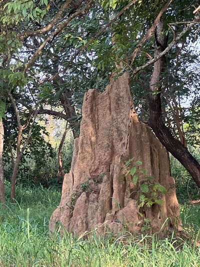 An outdoor scene in Logba Adzakoe, Ghana, depicts a large, irregularly shaped termite mound positioned prominently in the mid-ground. The mound is light brown to reddish-brown in color, featuring a rough, textured surface with visible ridges and depressions. Small green vegetation, including leaves and vines, is present on its lower and middle sections. To the right of the mound, a dark-barked tree trunk leans towards it, while other trees with green foliage form a dense canopy overhead and in the background. The foreground is filled with tall, green grass. No human subjects, animals, or explicit activities are visible. The lighting suggests natural daylight.