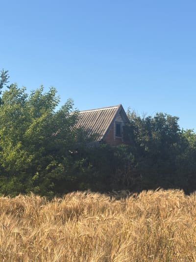 A weathered, multi-story building with a corrugated roof is partially obscured by dense green foliage. The building appears to be constructed of brick and has a small, dark-paned window visible in its gable. In the foreground, a field of golden wheat or barley stalks sways gently under a clear blue sky. The scene depicts a rural or semi-rural setting, possibly on the outskirts of Leningradskaya, Russia. No people or animals are visible in the image. The lighting suggests it is daytime, likely late morning or early afternoon.